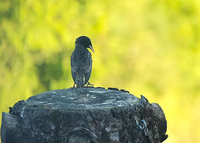 La Maison Benastre Saint-Etienne-de-Corcoue